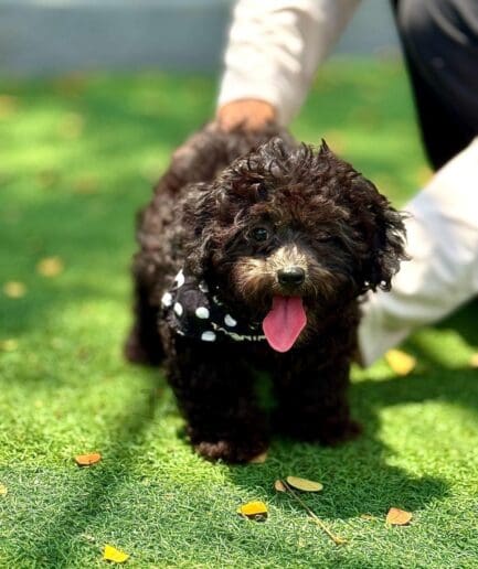 Cute black curly puppy wearing polka dot bandana on green grass in sunlight.