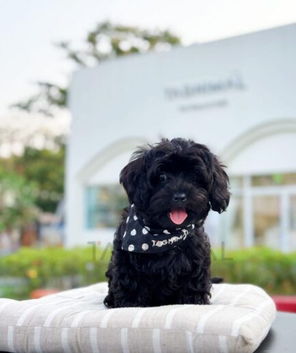 Cute black puppy wearing a polka dot bandana sitting outdoors on a cozy cushion.
