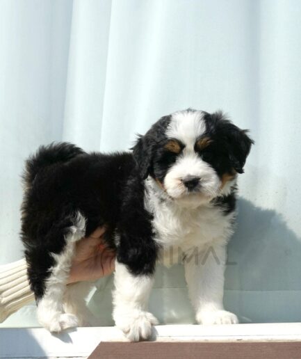 Adorable tricolor Bernese Mountain Dog puppy standing on a ledge against a soft blue background.