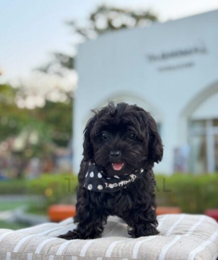 Adorable black poodle puppy wearing polka dot bandana sitting on outdoor cushion.