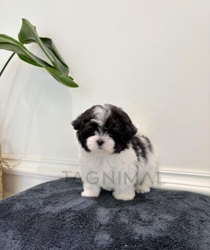 Adorable black and white fluffy puppy standing on soft blanket indoors.