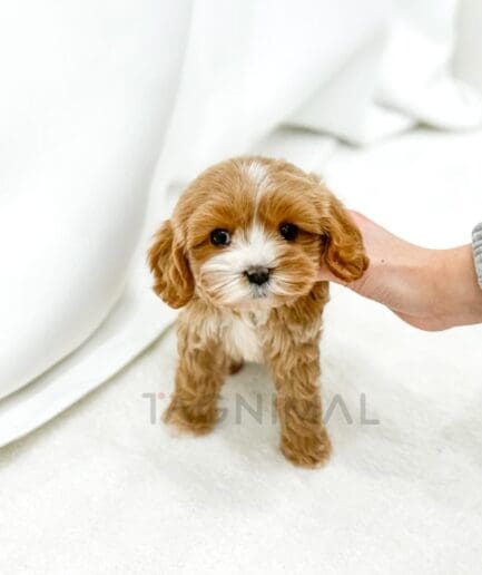 Adorable Cavapoo puppy with fluffy brown and white fur sitting on a soft white surface.
