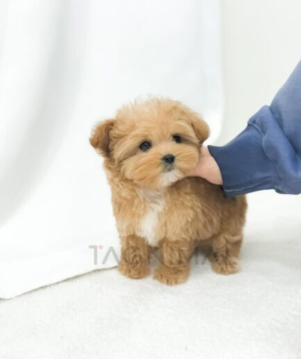 Adorable fluffy brown puppy standing on soft white blanket with gentle human hand.
