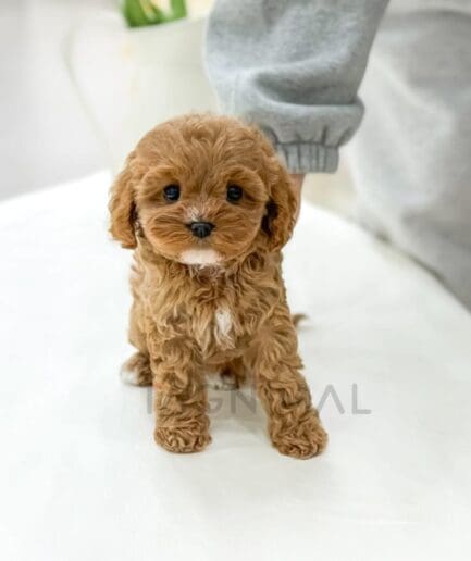 Adorable brown curly-haired puppy standing on a white bed, small cute poodle mix.