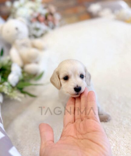 Adorable cream dachshund puppy being gently touched by a hand on a soft blanket.