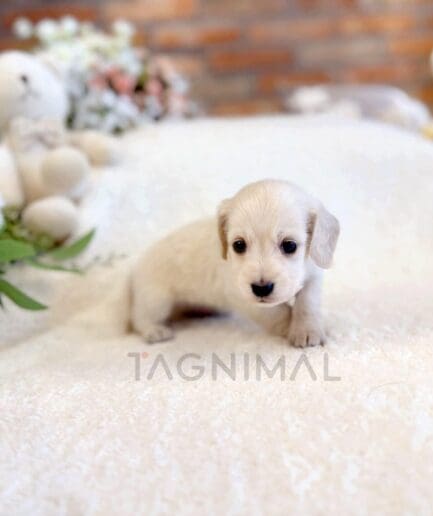 Adorable cream Dachshund puppy sitting on soft white blanket with cozy background.