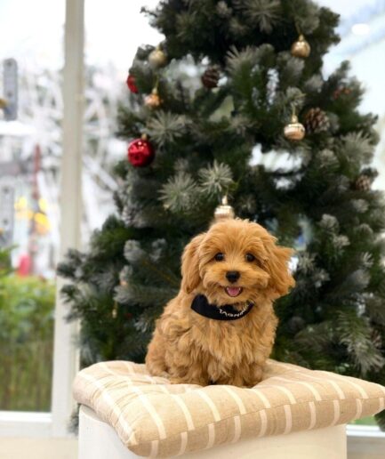 Adorable golden-brown dog posing by decorated Christmas tree with festive ornaments and cozy holiday decor.