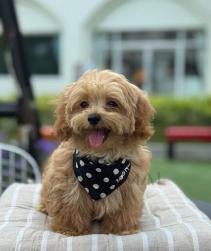 Fluffy light brown dog with polka dot bandana sitting on cushion outdoors.