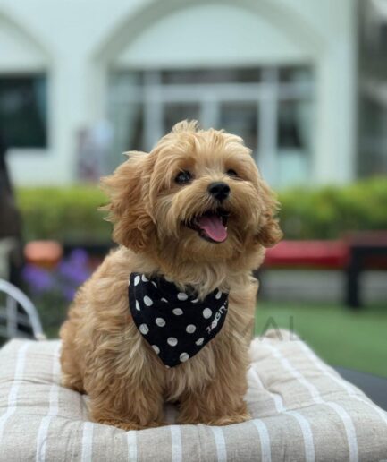 Adorable golden Cavapoo puppy wearing polka dot bandana sitting outdoors on a cozy cushion.