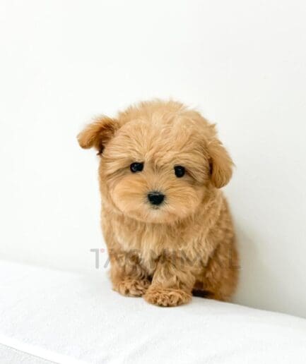 Adorable fluffy golden-brown puppy with soft fur and bright curious eyes sitting on a white surface.
