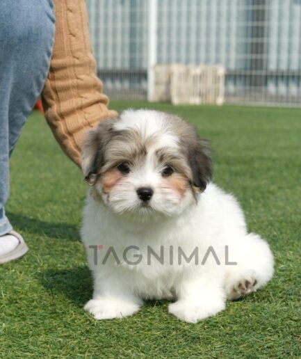 Adorable fluffy puppy sitting on green grass with owner in cozy sweater nearby.