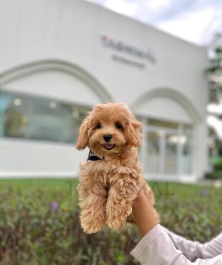 Adorable fluffy brown puppy held outdoors in gentle hands on a sunny day.
