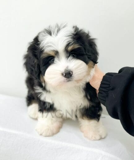 Adorable fluffy tricolor puppy sitting on white background with a gentle human hand touching its face.