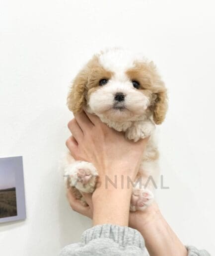 Adorable fluffy cream puppy held gently by hands against a clean white background.