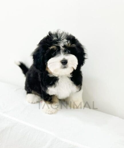 Adorable fluffy tricolor puppy sitting on a white bed looking curiously at the camera.