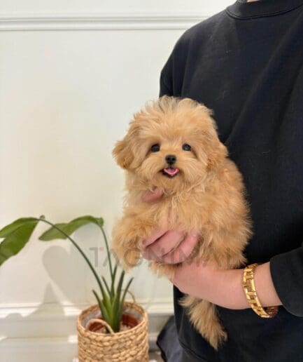 Adorable fluffy golden puppy held gently by owner indoors.