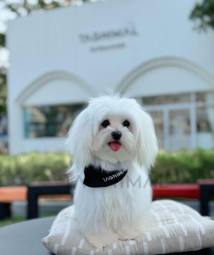 Adorable white Maltese dog sitting on striped cushion outdoors with black bandana.