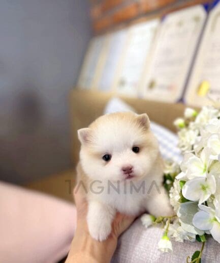 Fluffy white Pomeranian puppy held gently beside white flowers indoors.