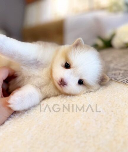 Adorable white and tan puppy lying on a soft blanket enjoying gentle belly rubs.