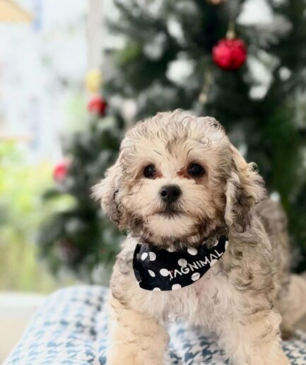 Adorable small dog with fluffy fur wearing polka dot bandana in front of Christmas tree.