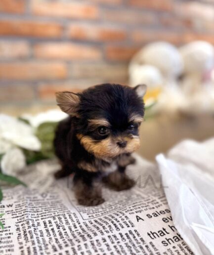 Adorable Yorkshire Terrier puppy with tan and black fur standing on newspaper fabric beside white flowers.