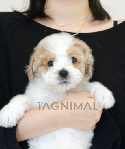Adorable fluffy puppy cuddled in woman’s arms with soft lighting and loving expression.