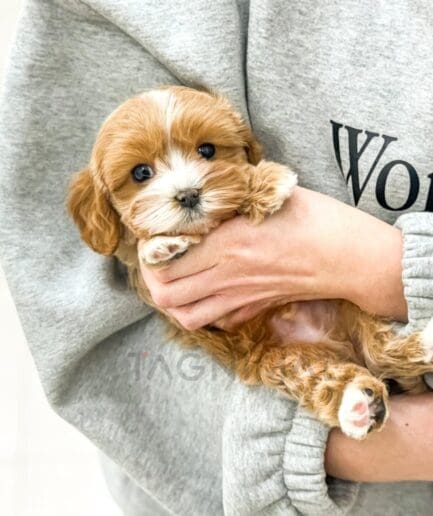 Adorable fluffy brown and white puppy cuddled in human arms showing love and warmth.