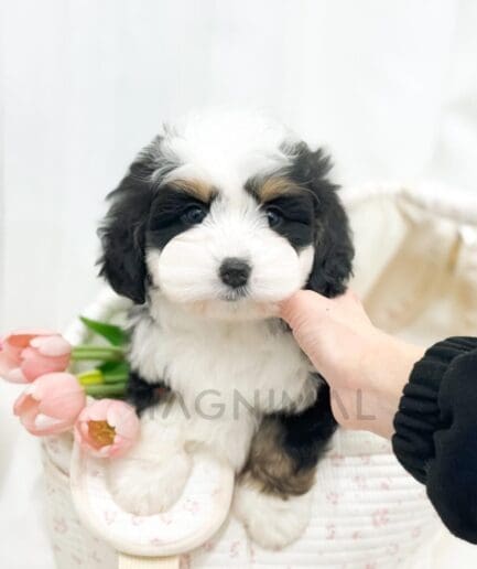 Adorable white and tan puppy sitting in a basket with pink tulips and gentle hand.