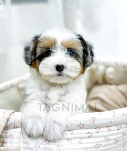 Adorable fluffy white and brown puppy resting in a cozy floral basket.