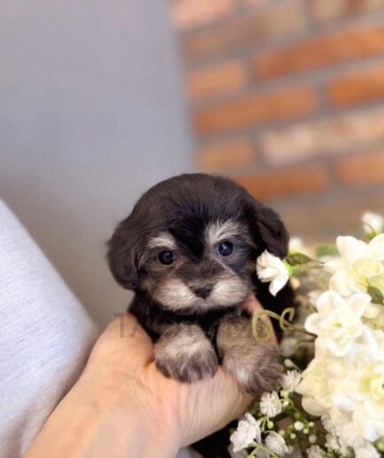 Adorable black and gray puppy held in hand near white flowers and brick background.