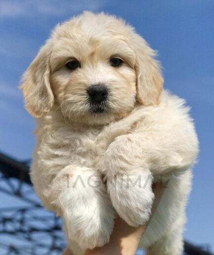 Adorable fluffy golden puppy held up against a bright blue sky.