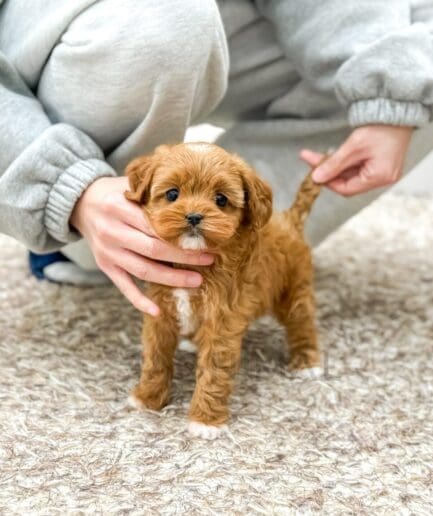 Adorable golden brown puppy on soft beige carpet being gently held by person in gray clothes.