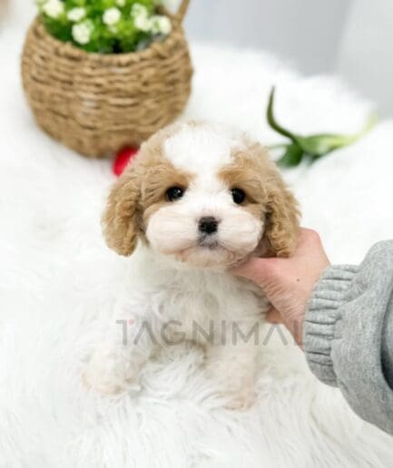 Adorable fluffy puppy sitting on soft white rug with gentle human hand and cozy background.