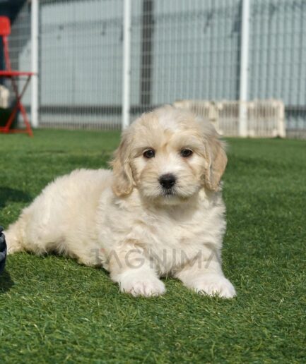 Fluffy cream puppy lying on green grass in sunny yard with white fence and red chair.