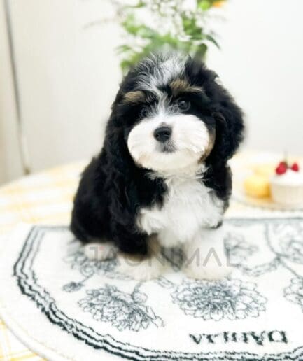 Adorable tricolor puppy sitting on a floral mat indoors with cozy home decor.