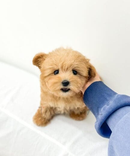 Adorable golden-brown Maltipoo puppy sitting on white bed with human hand gently touching its face.
