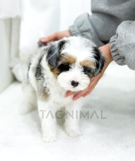 Fluffy multicolored puppy being gently held on a soft white surface.