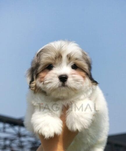 Cute fluffy puppy held against clear blue sky, adorable dog photo for pet lovers.