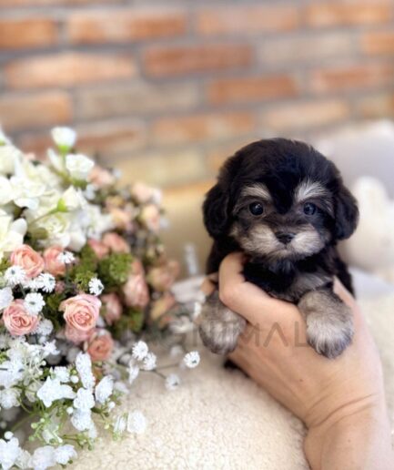 Adorable black and gray puppy held by hand beside pink roses and white flowers.