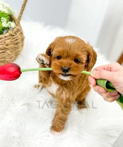 Adorable brown puppy playing with red tulip on soft white blanket.