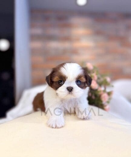 Adorable Shih Tzu puppy sitting on soft surface with pink flowers and warm brick background.