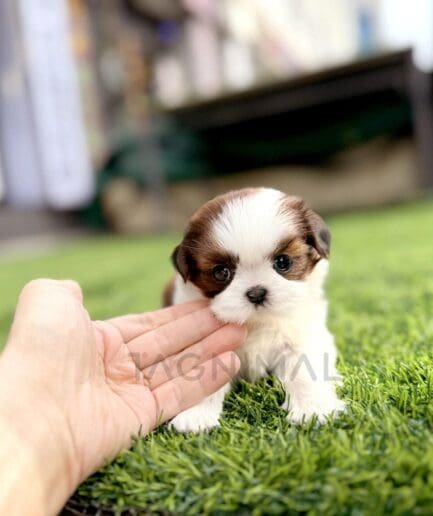 Adorable Shih Tzu puppy standing on green grass with gentle human hand touching its chin.