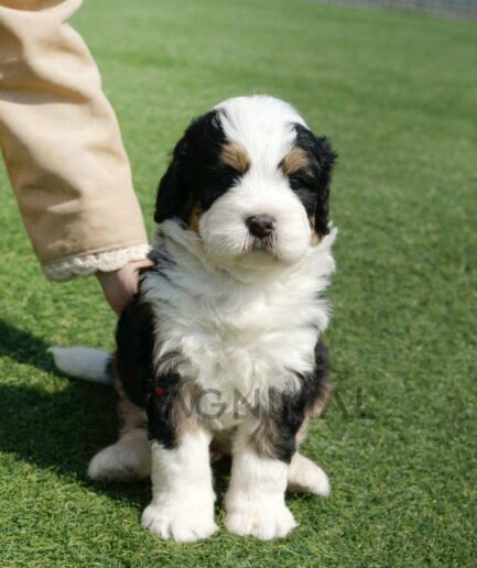 Adorable tricolor puppy sitting on green grass with a gentle hand resting on its back.