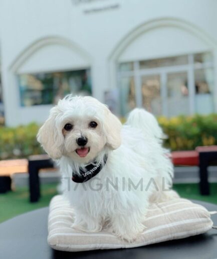 Fluffy white dog on a beige cushion outdoors near a modern café.