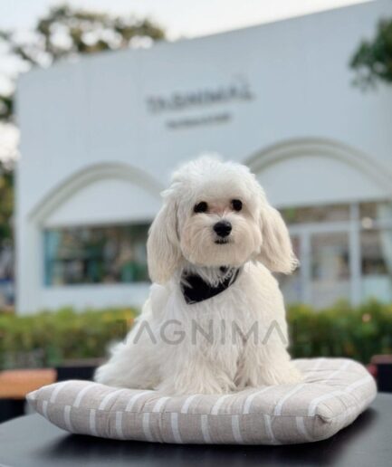 Fluffy white dog sitting on striped cushion outside modern café building.
