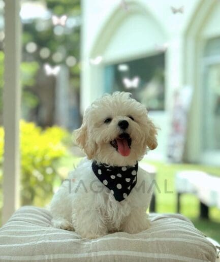 Fluffy white dog wearing polka dot bandana sitting on striped cushion in bright cozy room.