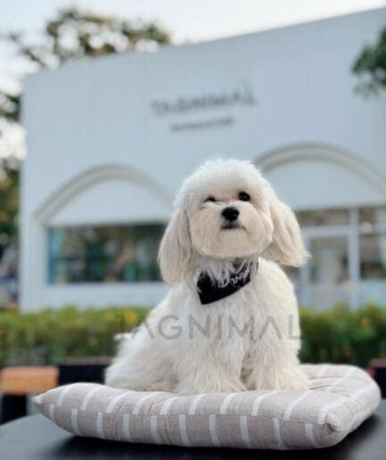 Adorable white Maltese dog sitting on cushion outside modern café building.