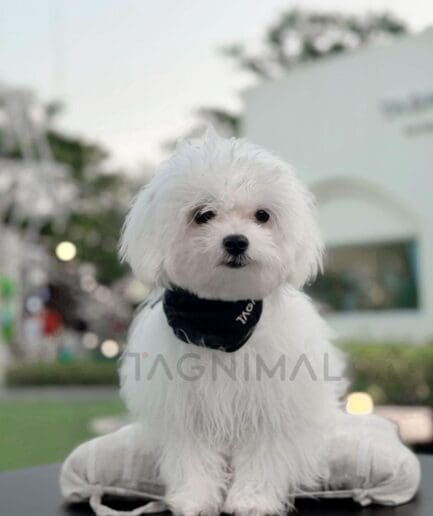 Adorable white Maltese dog sitting on a cushion outdoors at dusk.