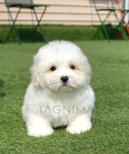 Adorable fluffy white puppy sitting on green grass outdoors.