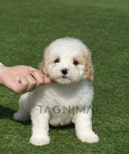 Adorable fluffy white and brown puppy sitting on green grass with gentle human hand.